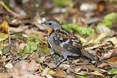 Australian Logrunner